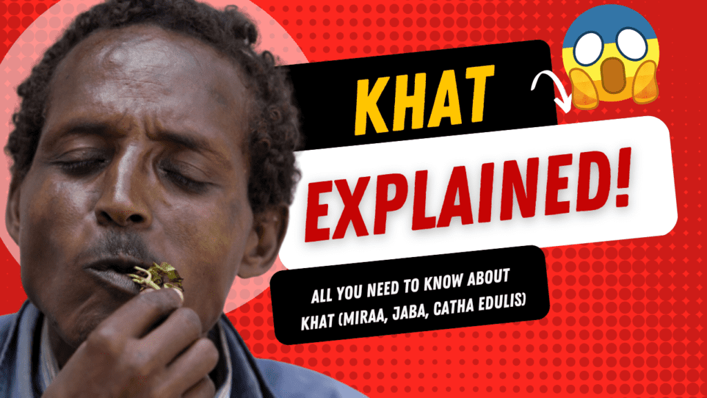 All you need to know about khat, jaba, miraa