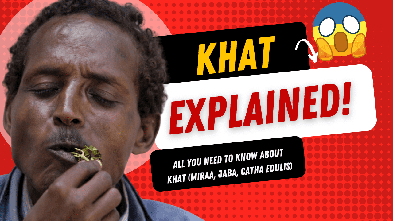 All you need to know about khat/jaba/miraa - Handas Juice