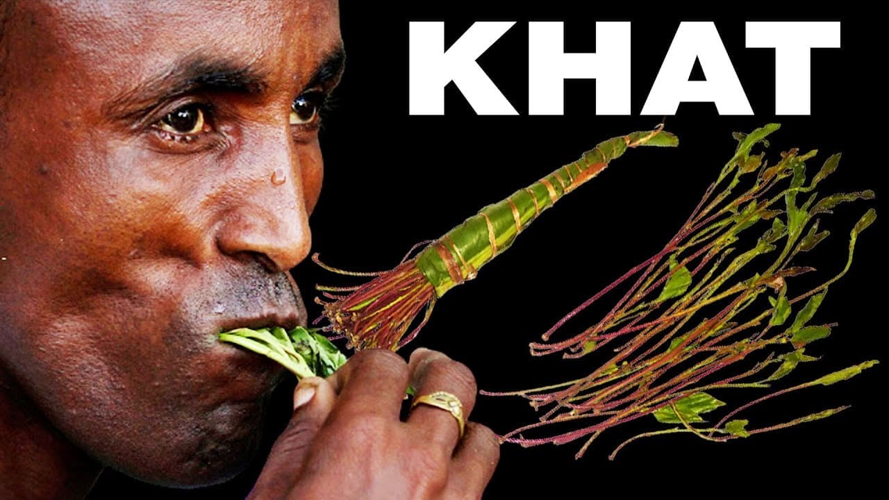 Shocking facts about khat jaba miraa part 1